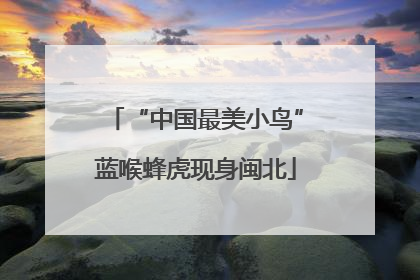 “中国最美小鸟”蓝喉蜂虎现身闽北
