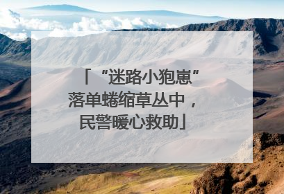 “迷路小狍崽”落单蜷缩草丛中，民警暖心救助