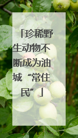 珍稀野生动物不断成为油城“常住民”