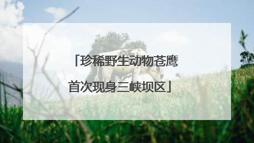 珍稀野生动物苍鹰首次现身三峡坝区