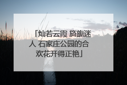 灿若云霞 旖旎迷人 石家庄公园的合欢花开得正艳