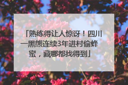 熟练得让人惊讶！四川一黑熊连续3年进村偷蜂蜜，藏哪都找得到