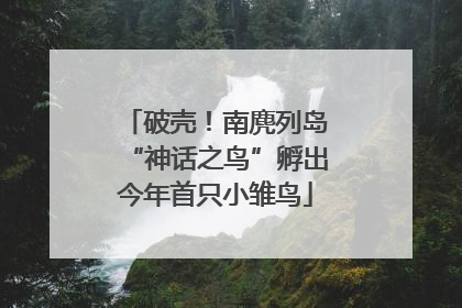 破壳！南麂列岛“神话之鸟”孵出今年首只小雏鸟