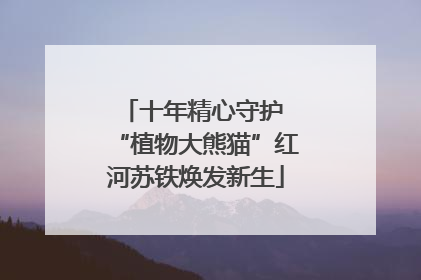 十年精心守护 “植物大熊猫”红河苏铁焕发新生