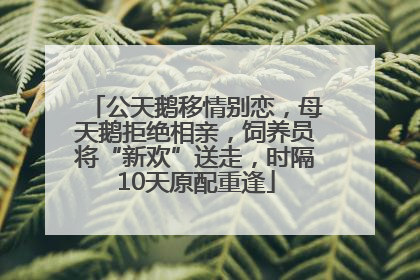 公天鹅移情别恋，母天鹅拒绝相亲，饲养员将“新欢”送走，时隔10天原配重逢