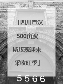 四川宣汉500亩波斯玫瑰迎来采收旺季