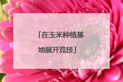 在玉米种植基地展开竞技