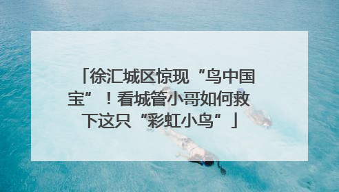徐汇城区惊现“鸟中国宝”！看城管小哥如何救下这只“彩虹小鸟”