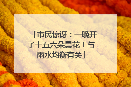 市民惊讶：一晚开了十五六朵昙花！与雨水均衡有关