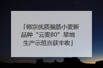 师宗优质强筋小麦新品种“云麦80”旱地生产示范喜获丰收