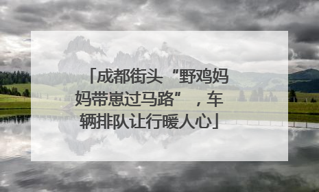 成都街头“野鸡妈妈带崽过马路”，车辆排队让行暖人心