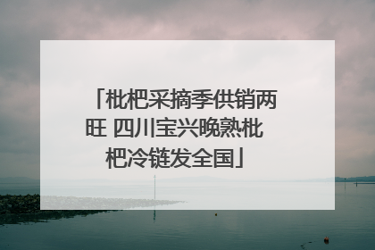 枇杷采摘季供销两旺 四川宝兴晚熟枇杷冷链发全国
