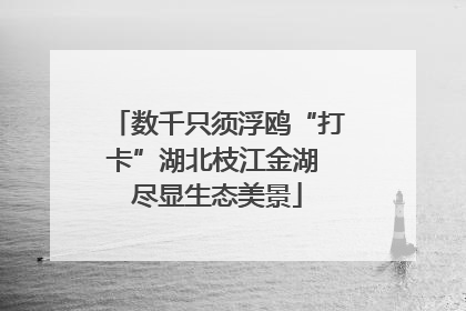 数千只须浮鸥“打卡”湖北枝江金湖 尽显生态美景