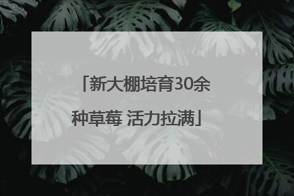 新大棚培育30余种草莓 活力拉满
