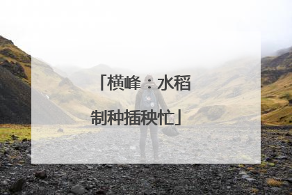 横峰：水稻制种插秧忙