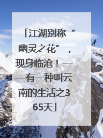 江湖别称“幽灵之花”，现身临沧！——有一种叫云南的生活之365天