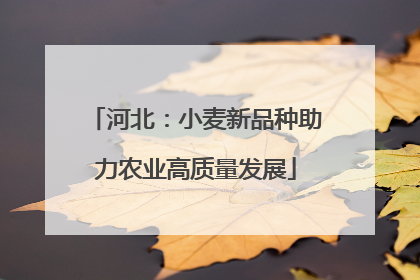 河北：小麦新品种助力农业高质量发展
