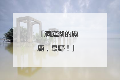 洞庭湖的麋鹿，最野！