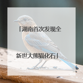 湖南首次发现全新世大熊猫化石