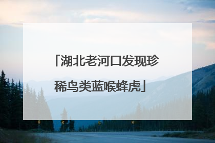 湖北老河口发现珍稀鸟类蓝喉蜂虎