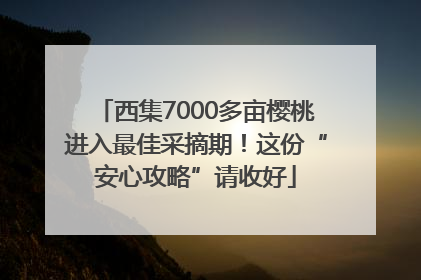 西集7000多亩樱桃进入最佳采摘期！这份“安心攻略”请收好