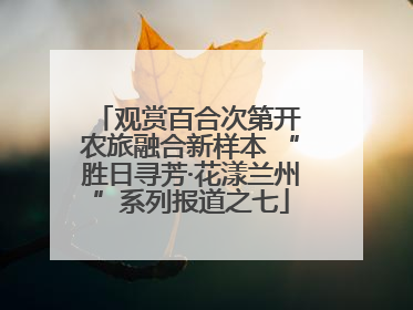 观赏百合次第开 农旅融合新样本 “胜日寻芳·花漾兰州”系列报道之七