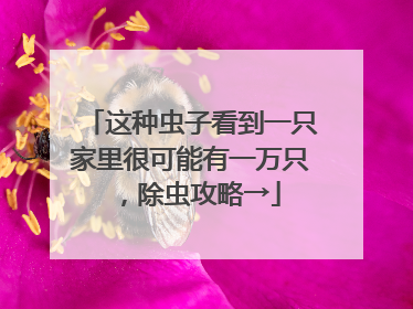 这种虫子看到一只家里很可能有一万只，除虫攻略→