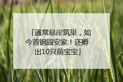 通常悬崖筑巢，如今首钢园安家！还孵出10只萌宝宝