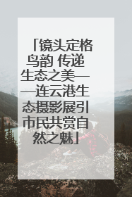 镜头定格鸟韵 传递生态之美——连云港生态摄影展引市民共赏自然之魅