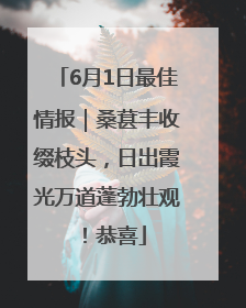 6月1日最佳情报｜桑葚丰收缀枝头，日出霞光万道蓬勃壮观！恭喜